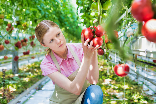 Young female farmer examining tomatoes in greenhouse
