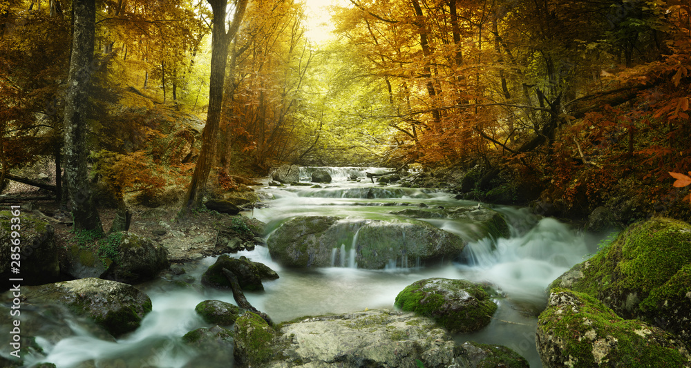 forest waterfall