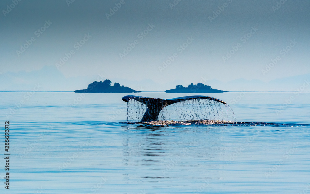 Obraz premium A humpback whale fluke seen against the Alaskan wilderness