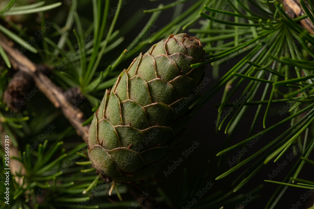 Green ovulate cones of larch tree in spring, beginning of June. Green ovulate cones of larch tree in spring, beginning of June.