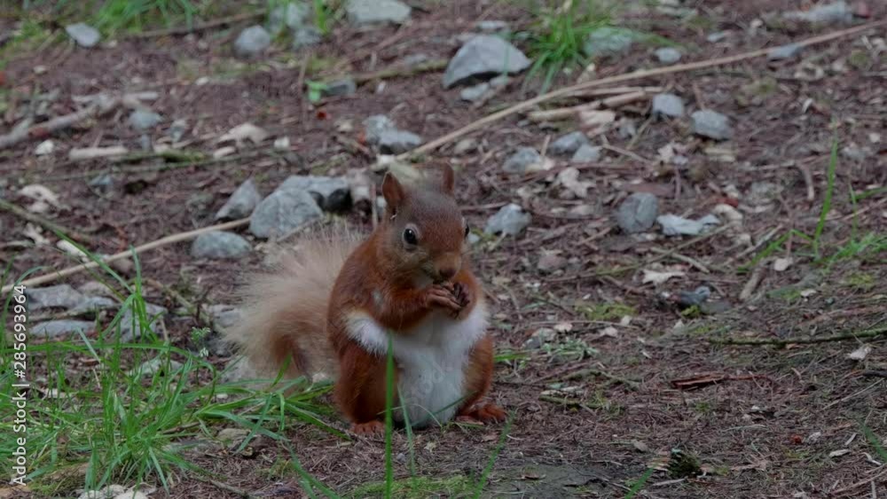 Wild red squirrel eating a nut on the ground Wild red squirrel eating a nut on the ground