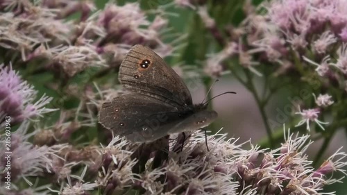 erebia su cavolaccio photo