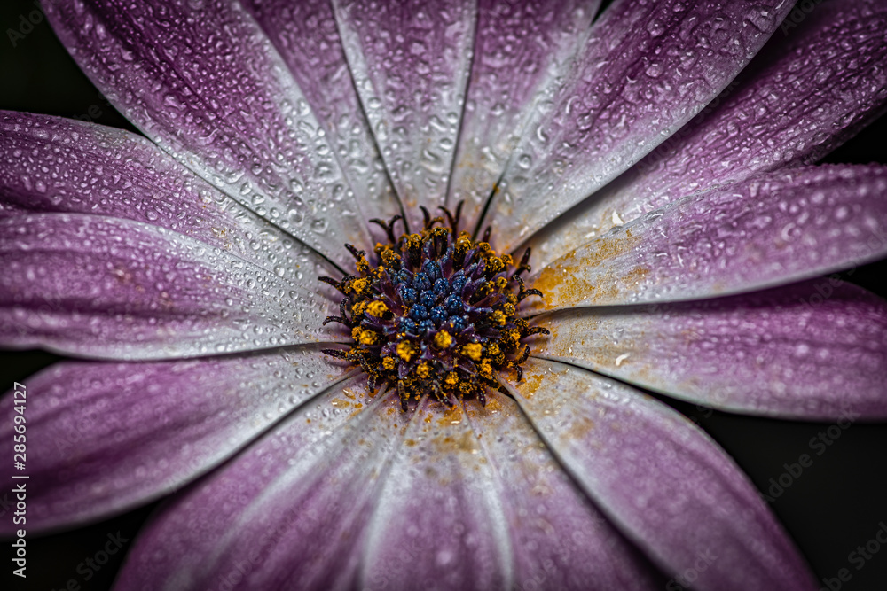 Cape rain daisy blossom with rain drops Cape rain daisy blossom with rain drops