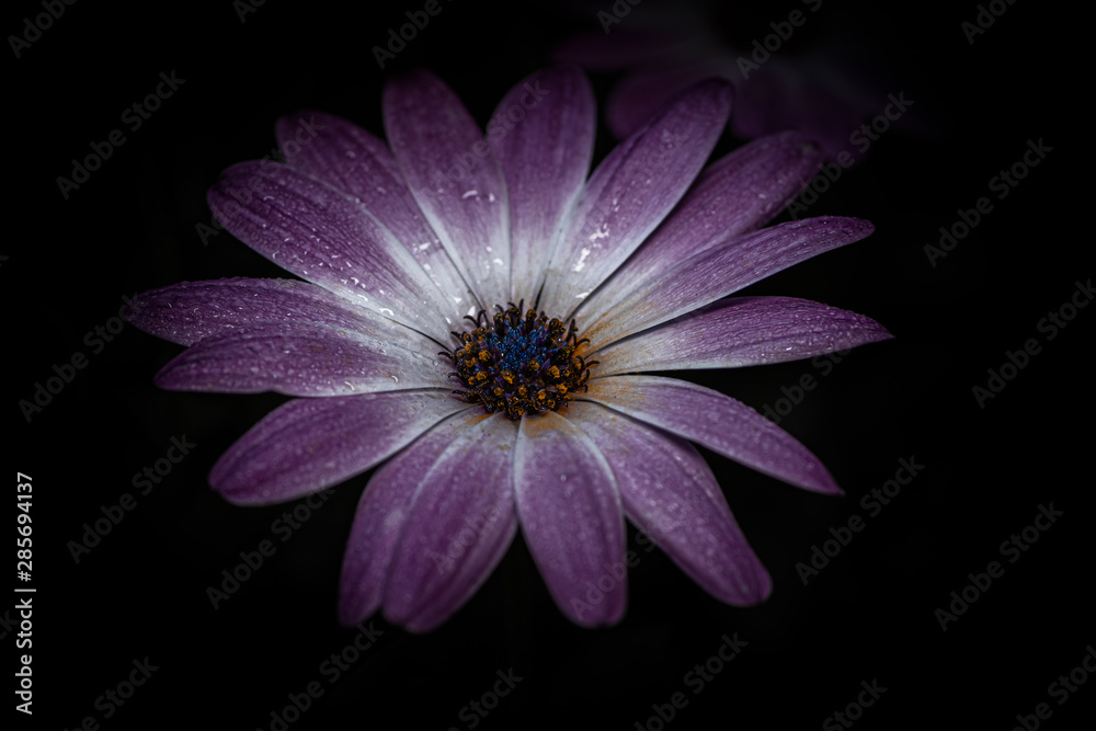 Cape rain daisy after rain Cape rain daisy after rain