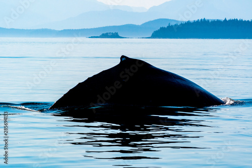 A humpback whale about to dive in the Inside Passage of Alaska