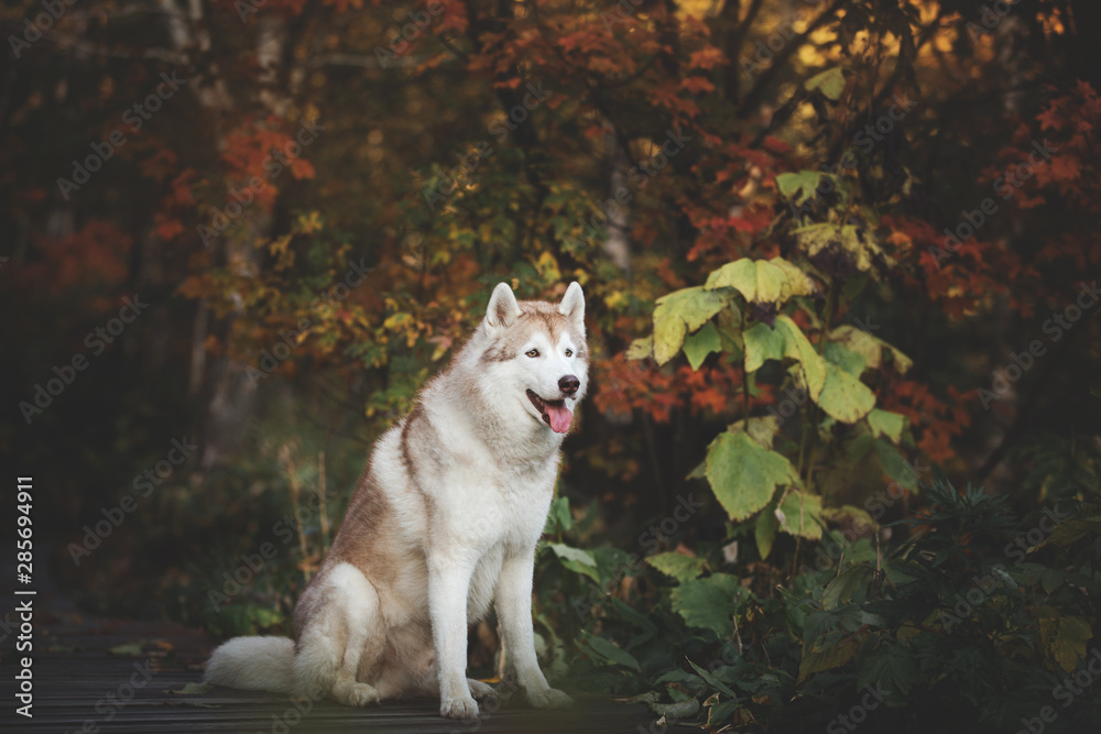 Obraz premium Portrait of Beige and white Siberian Husky dog sitting on the wooden bridge in the forest in autumn.