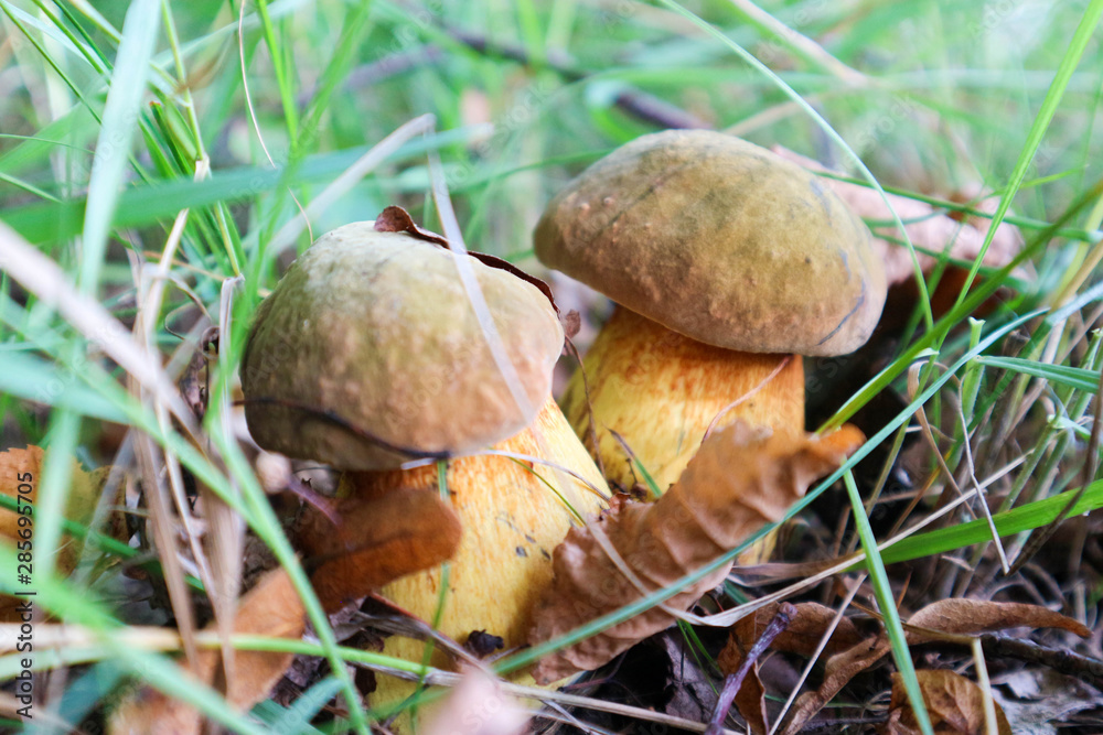Two beautiful little twin lurid bolete mushroom in the grass close up Two beautiful little twin lurid bolete mushroom in the grass close up