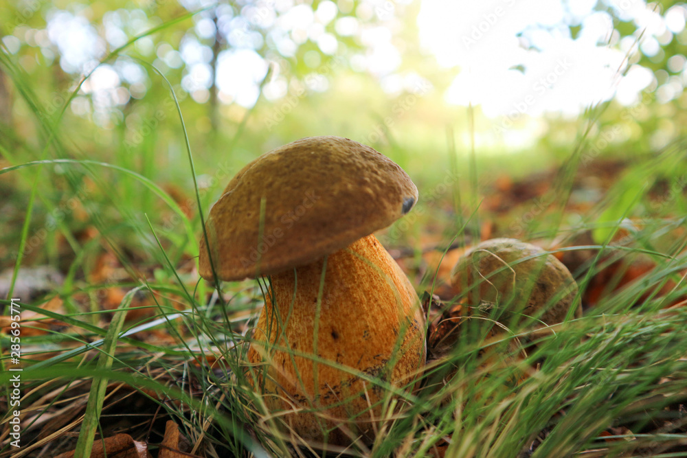 Beautiful bright Lurid Bolete mushroom in the grass in bright sunny day close up