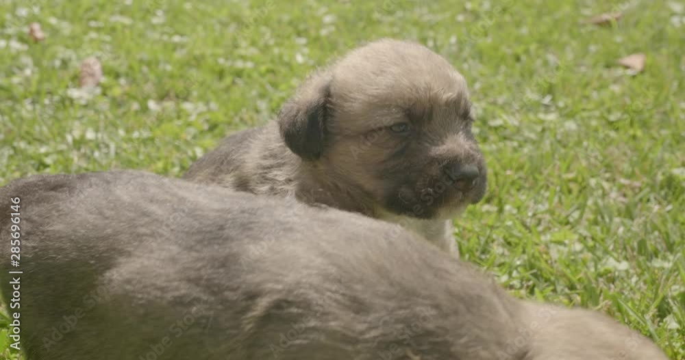 Little puppies. Dogs on the grass. Puppies are played in the garden. Little puppies. Dogs on the grass. Puppies are played in the garden.
