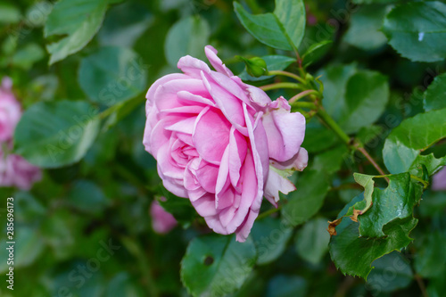 Pinkfarbene Rose - Blüte