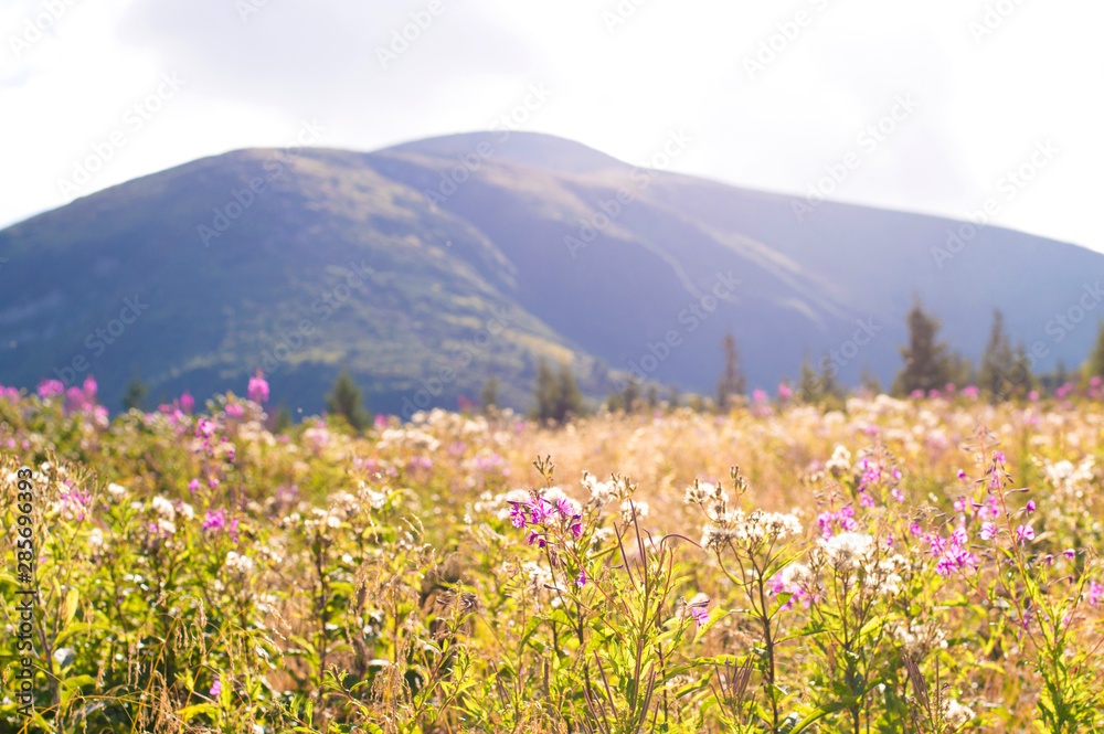 Fototapeta premium purple flowers on a background of mountains