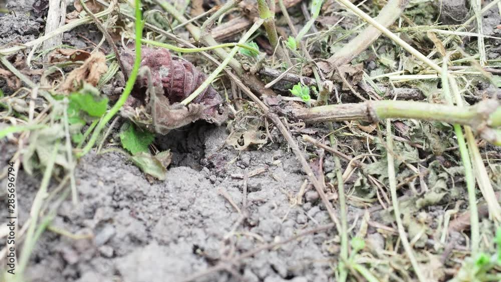The burrow of Buff-tailed bumblebee in the ground The burrow of Buff-tailed bumblebee in the ground