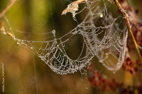 Cobweb early in the morning with small drops of water on a pine branch. - Image