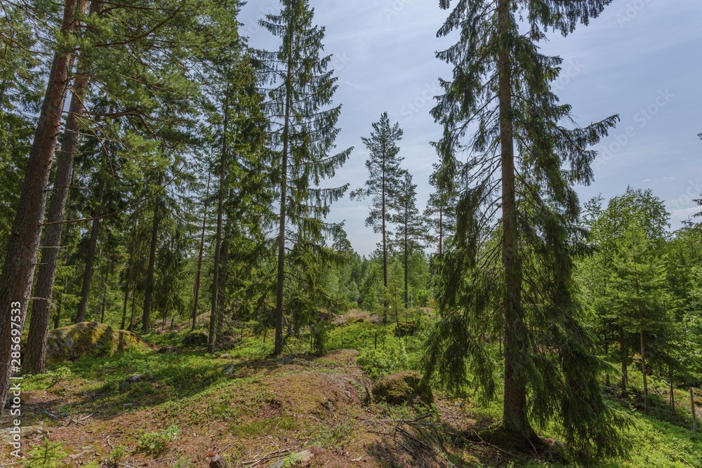 Beautiful view of rocky nature landscape in forest. High green pine trees on blue sky background. Amazing nature landscape background. Sweden, Europe.