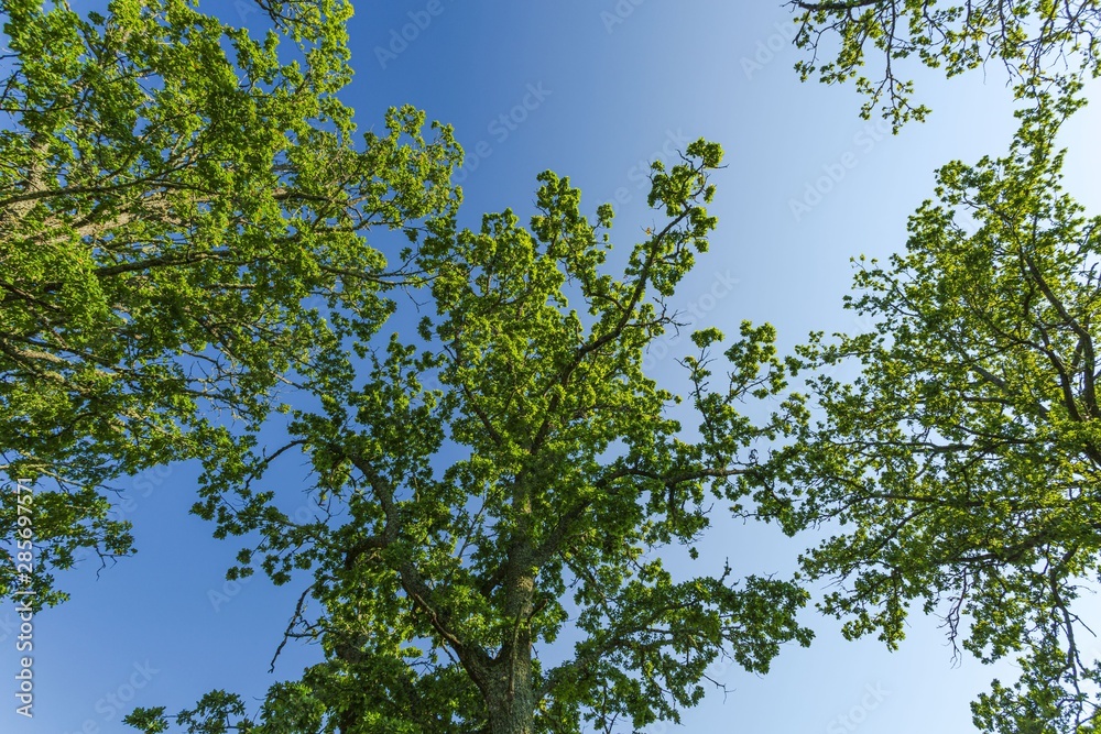 Beautiful view of green tops of high trees on blue sky and clouds background. Gorgeous nature backgrounds. Beautiful view of green tops of high trees on blue sky and clouds background. Gorgeous nature backgrounds.