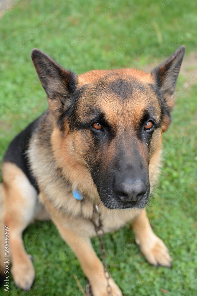Portrait of a German Shepherd - adult, male Portrait of a German Shepherd - adult, male