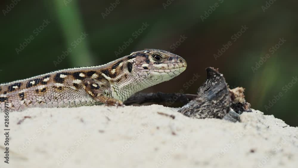 Sand lizard (Lacerta agilis) in nature Sand lizard (Lacerta agilis) in nature