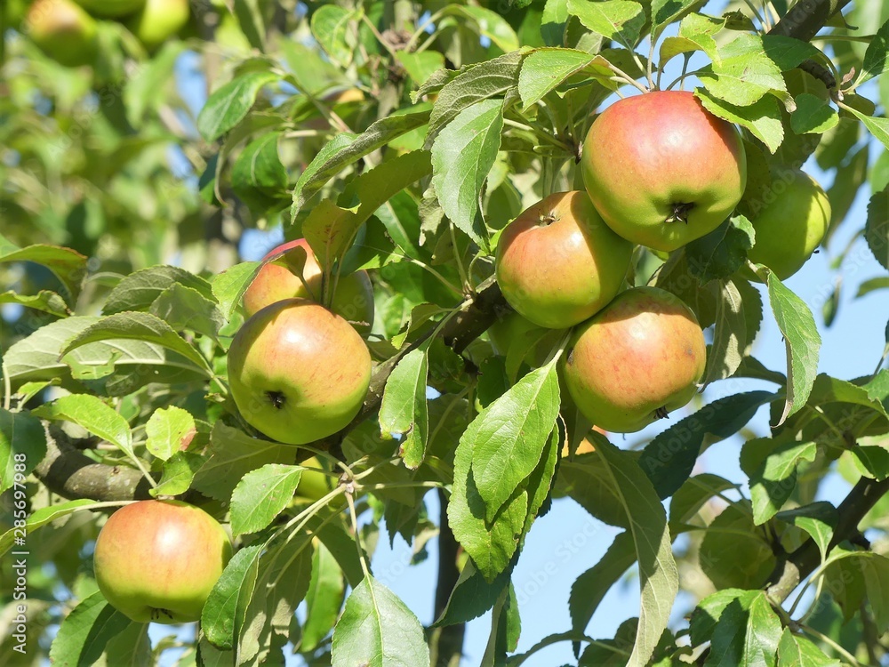 Malus domestica Borkh Young's Pinello Apple. Fruits have firm, fairly tender, white flesh with a subacid to sweet, slightly aromatic flavour. Malus domestica Borkh Young's Pinello Apple. Fruits have firm, fairly tender, white flesh with a subacid to sweet, slightly aromatic flavour.