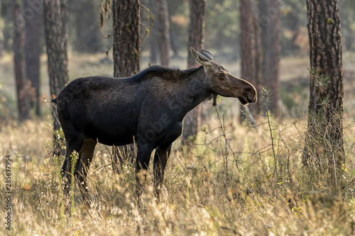 Side profile of a female moose.