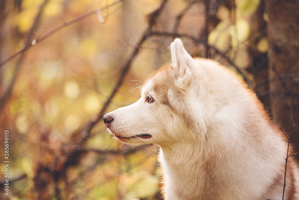 Obraz premium Close-up Portrait of free and prideful Beige Siberian Husky on a forest background in golden autumn season