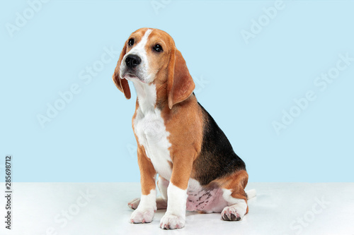 Beagle tricolor puppy is posing. Cute white-braun-black doggy or pet is sitting on blue background. Looks attented and sad. Studio photoshot. Concept of motion, movement, action. Negative space.