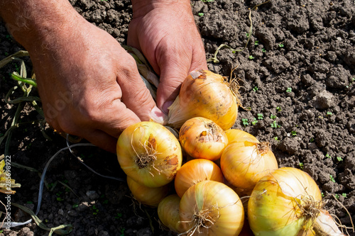 Farmer prepares onion to keep them over winter, Preparing onions to storage during winter, freshly picked onions are lying on the ground, onion harvesting