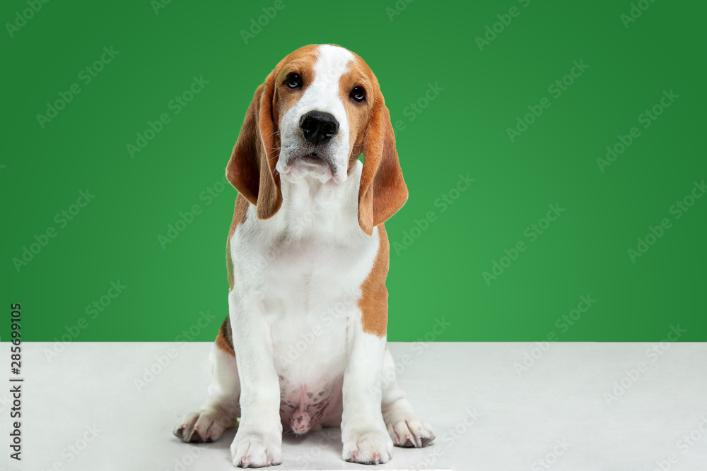 Beagle tricolor puppy is posing. Cute white-braun-black doggy or pet is playing on green background. Looks attented and playful. Studio photoshot. Concept of motion, movement, action. Negative space.