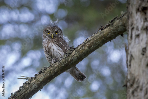 Female Eurasian pygmy owl (Glaucidium passerinum)