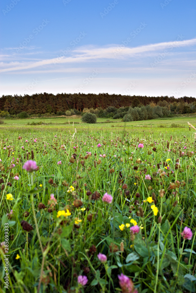 Obraz premium Calm and quiet meadow with forest in background