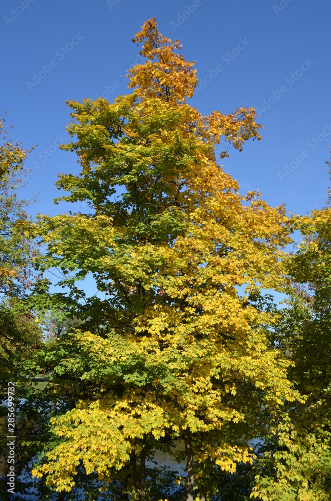 Tree half green half yellow in a sunny autumn day, vertical display