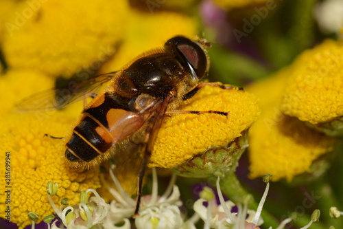 A fly of the hoverfly family ( Syrphidae)