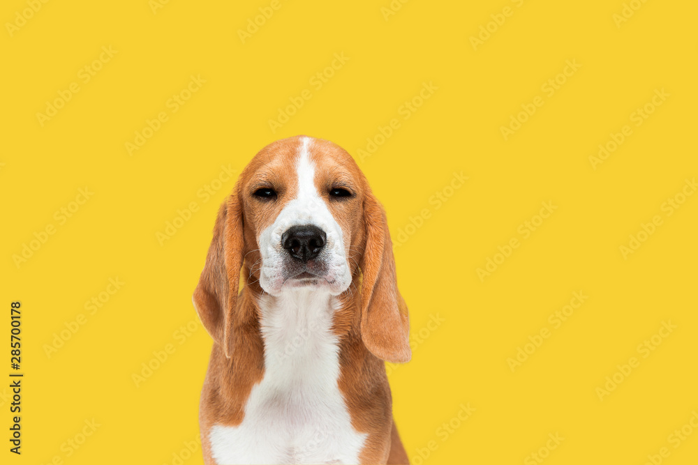 Fototapeta Pozuje szczeniak Beagle tricolor. Śliczny biały-braun-czarny piesek lub zwierzę domowe bawi się na żółtym tle. Wygląda spokojnie i pewnie. Zdjęcia studyjne. Pojęcie ruchu, ruchu, akcji. Negatywna przestrzeń.