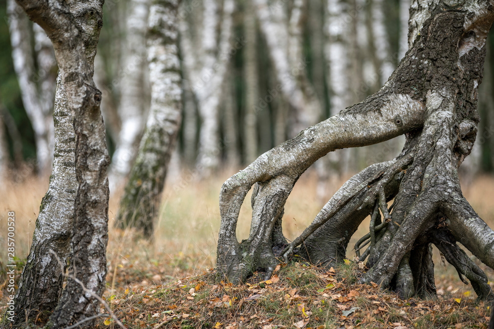 Birch forest with grass in the foreground.