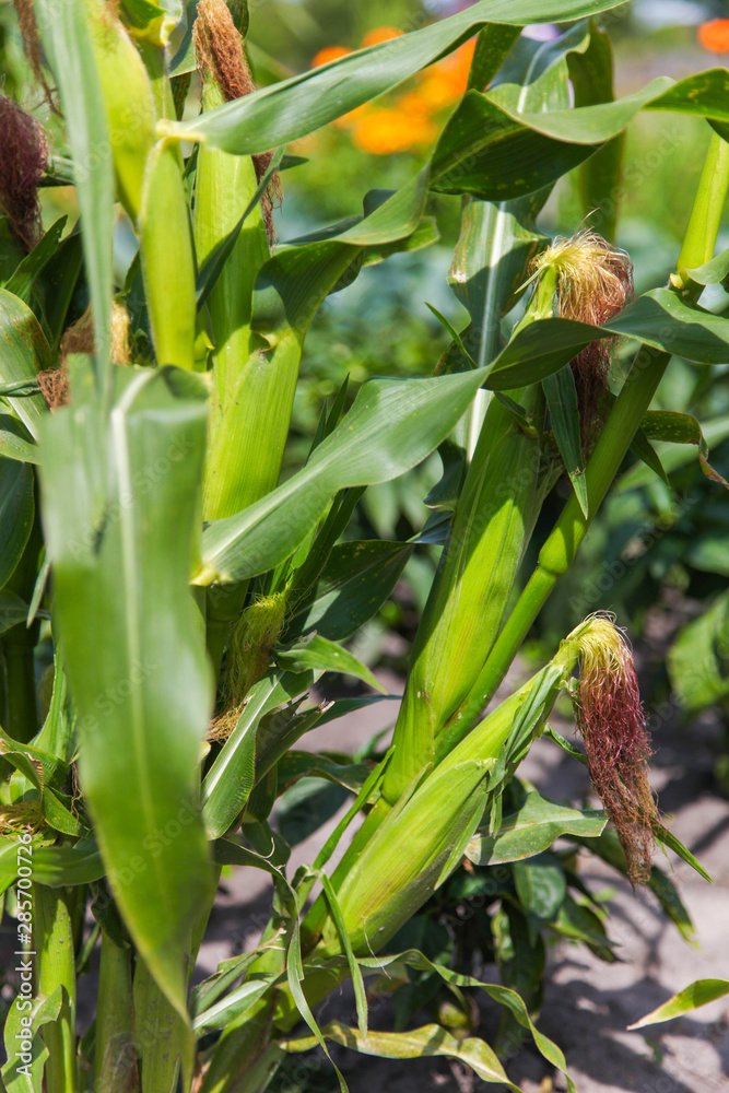 Fresh organic corn Fresh organic corn