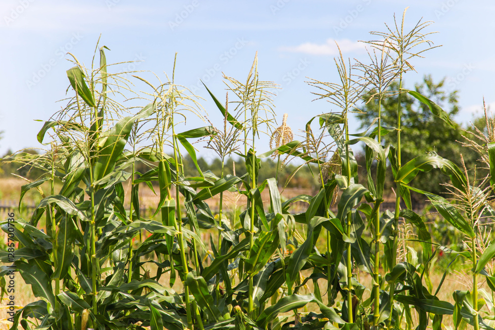 Fresh organic corn Fresh organic corn