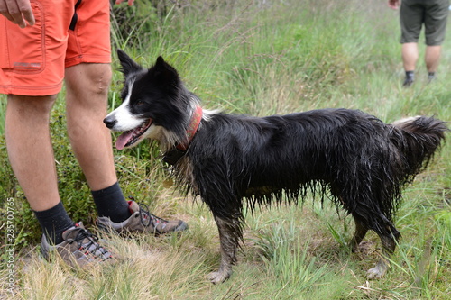 Dirty border collie