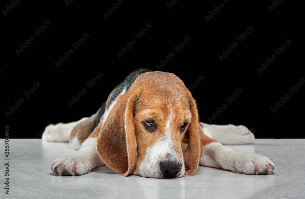 Beagle tricolor puppy is posing. Cute white-braun-black doggy or pet is playing on black background. Looks attented, confident. Studio photoshot. Concept of motion, movement, action. Negative space.