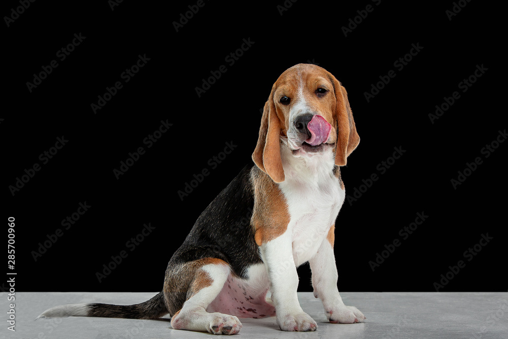 Beagle tricolor puppy is posing. Cute white-braun-black doggy or pet is playing on black background. Looks attented, interested. Studio photoshot. Concept of motion, movement, action. Negative space.