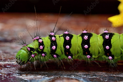 SATURNIA PAVONIA - Green caterpillar