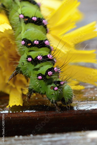 SATURNIA PAVONIA - Green caterpillar