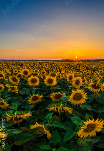 Sunflower field on fertile black earths of Ukraine, on the horizon a beautiful sunset, panorama.