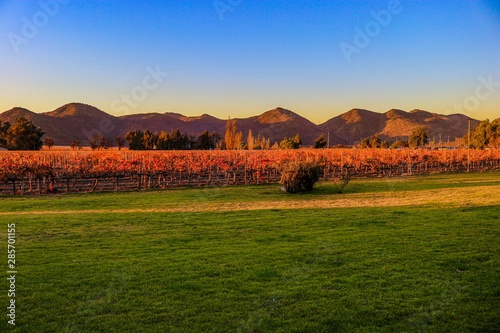 Tour em outono nos vinhedos, com vinícolas, jardins e museu que termina com uma degustação de vinhos - A Viña Santa Rita é uma das mais antigas e tradicionais vinhas do Chile photo
