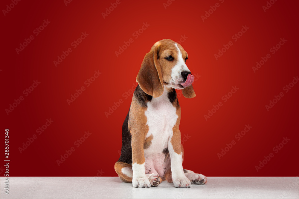 Beagle tricolor puppy is posing. Cute white-braun-black doggy or pet is sitting on red background. Looks attented and sad. Studio photoshot. Concept of motion, movement, action. Negative space.