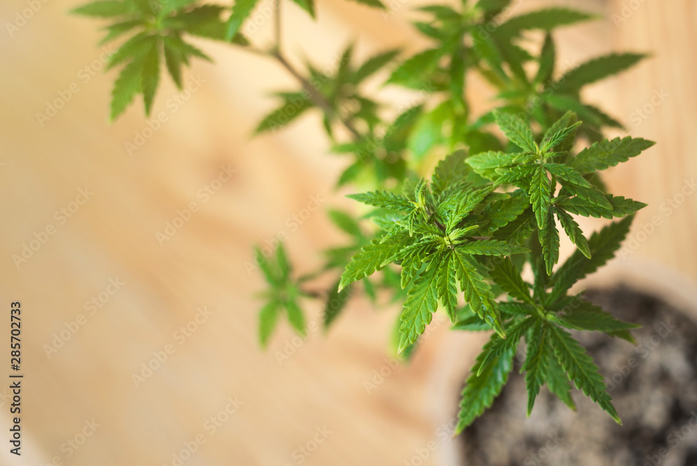 small bush of cannabis grow on a windowsill