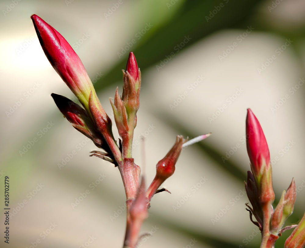 Obraz premium The flowers of the young leaves of the rhododendron in macro view made by middle format photo camera