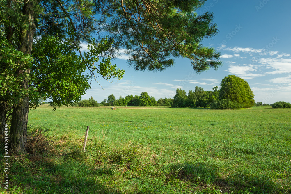 Obraz premium Shade under the trees and a view of the green meadow