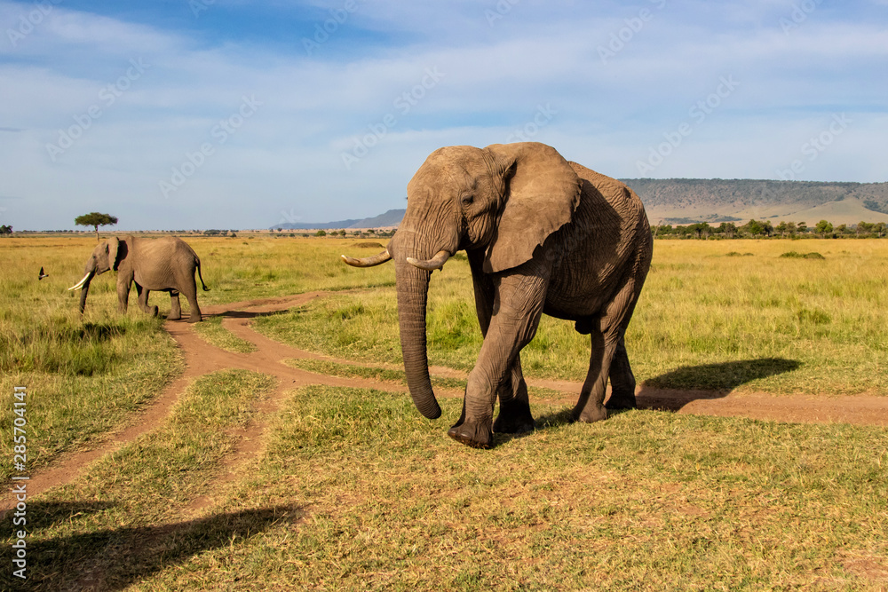 Close encounter with an elephant herd that passes by in the Masai Mara Game Reserve in Kenya
