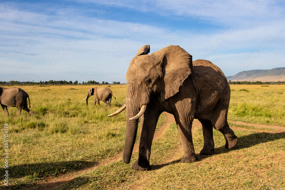 Obraz premium Close encounter with an elephant herd that passes by in the Masai Mara Game Reserve in Kenya