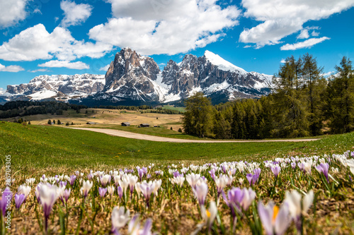 Wallpaper Mural Seiser Alm im Frühling Torontodigital.ca