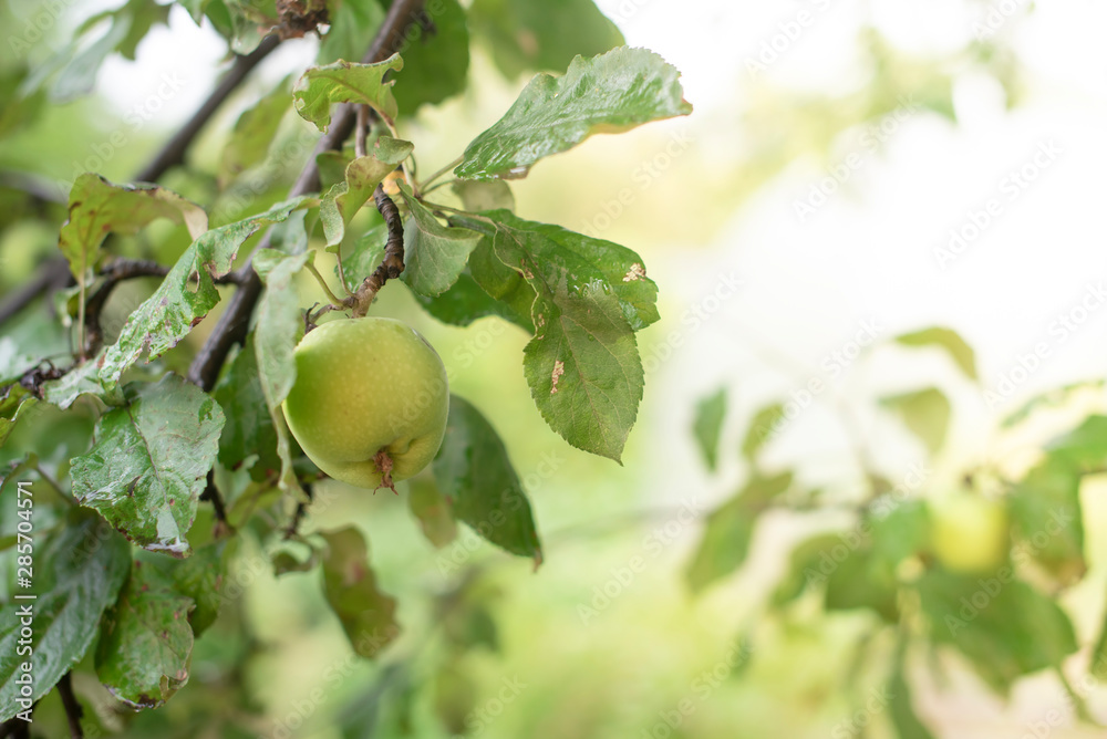 One green apple on the branch of the tree close-up on the background of the garden. Selective focus. Agriculture, organic food, garden. Banner, wallpaper, greeting card, postcard concept